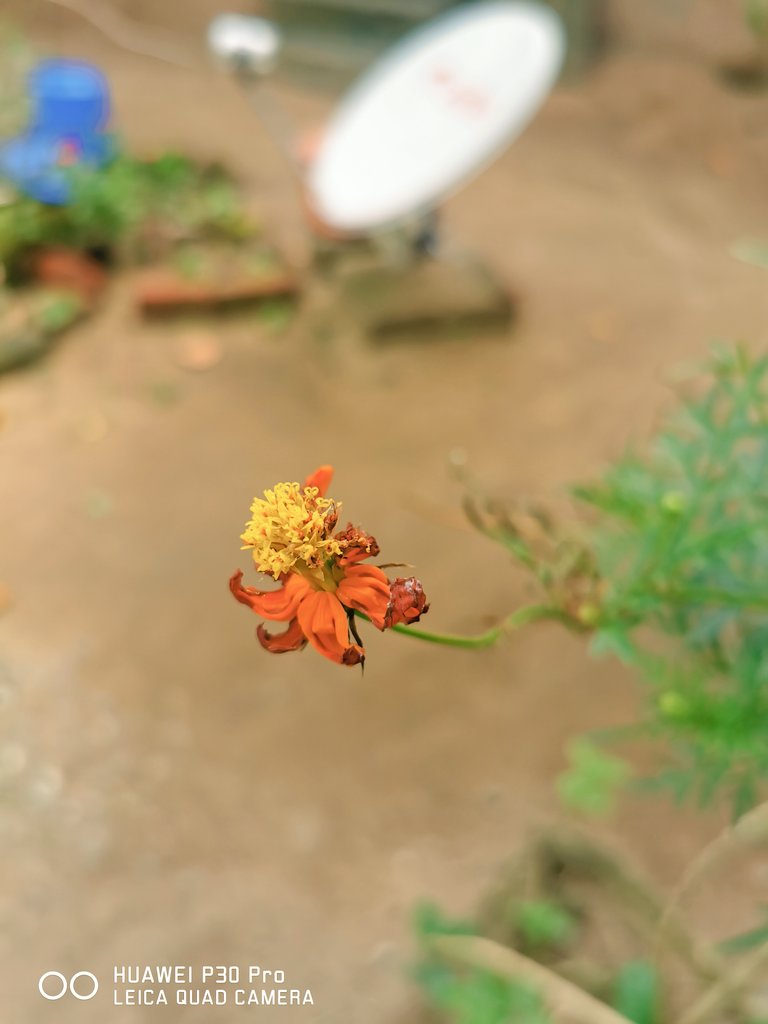 nithiglitzo's tweet photo. Falling flower [ Sun Flower ]

#Twittermers #instalove #instagood #followme #flowers #shoutout #photooftheday #MakeItPossible  #photo #instadaily #photooftheday #Kerala #picoftheday #bestoftheday #instadaily #instafamous

#HuaweiP30Pro
@HuaweiMobile @Huawei #CapturedOnHuawei https://t.co/axVHkSWVxy
