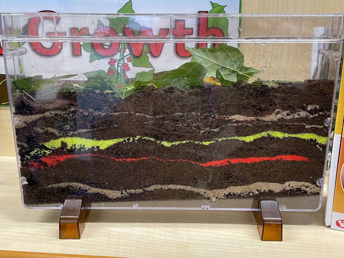 StLawrenceCESch's tweet photo. Our Year 2 children carefully read the instructions and filled their own wormery; they were VERY keen to point out the big fat worm in the top left-hand corner! 
Thank you for the brilliant wormery! @mylivingworlduk @kiddycharts #DesignABug https://t.co/TiYkevEEhn