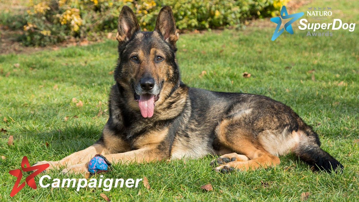 superdogawards's tweet photo. ๐Fabulous Finn @K9Finn has been nominated for our Campaigner category๐
You can read his incredible story here: https://t.co/BqwdV8WEax https://t.co/NCAPI6UwfB
