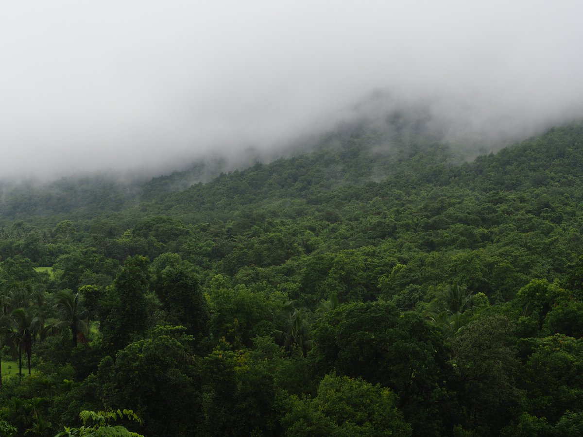 savemollemgoa's tweet photo. Dear @goacm, Goans will be disappointed in you for siding with businesses that harm #AmcheMollem. Rainforests are our water-releasing, air-filtering medicine cabinets. Keeping them standing strong is essential in the fight against climate change.🌏
#WorldRainforestDay #SaveMollem https://t.co/9KWX4dMcJn