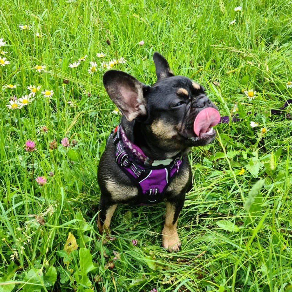 Harper & Stitch Frenchie Boutique tweet media