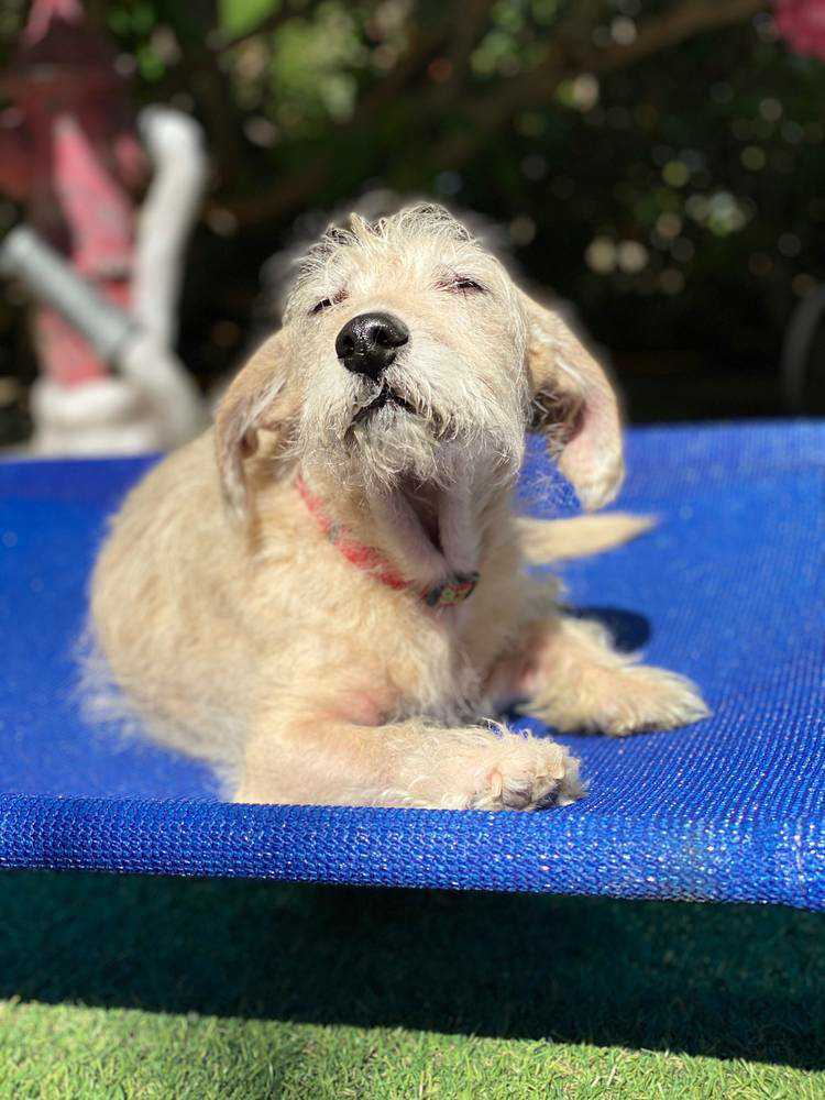 thestorymob's tweet photo. The life of a majestic #esports pup ain't easy but Melvin pulls it off #Mobpets #TGIF https://t.co/E9p7Hgfm2Q