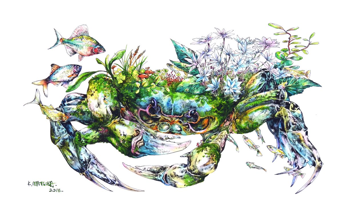 「#カニの日 

お気に入りの作品
日本淡水の世界はまた描きたい 」|Keso Artのイラスト