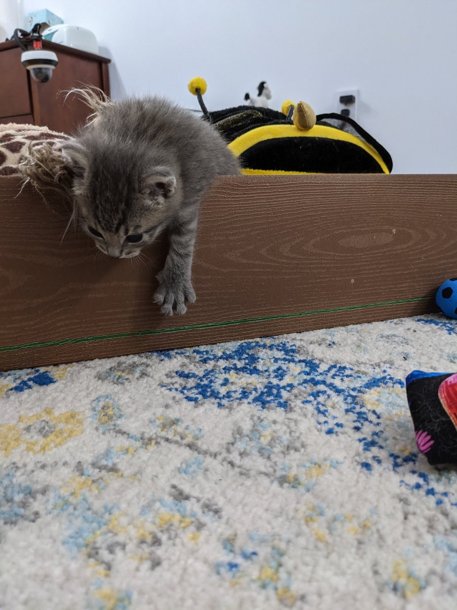 kitten_academy's tweet photo. Basker missing from the group photo... Making a prison break! https://t.co/BboHGDX1Hw