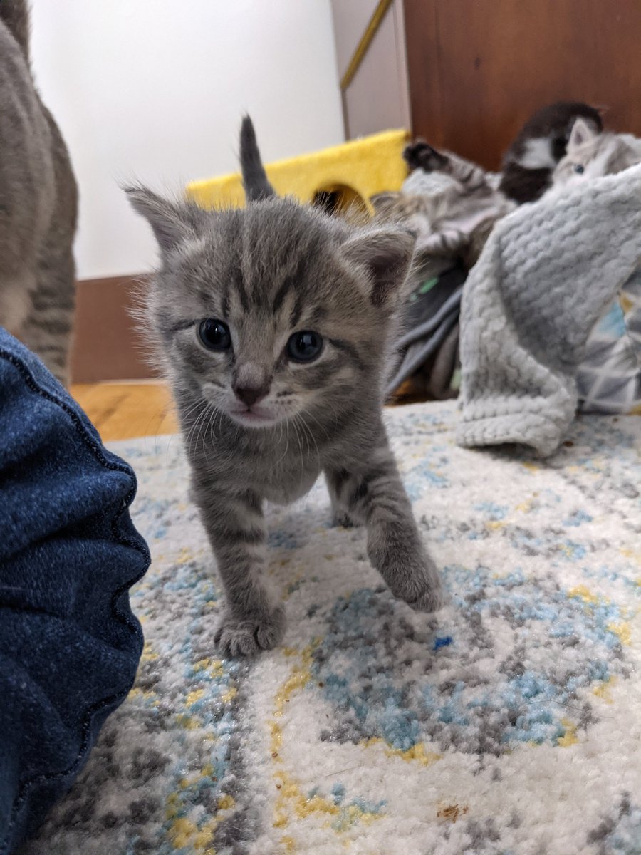 kitten_academy's tweet photo. Basker missing from the group photo... Making a prison break! https://t.co/BboHGDX1Hw