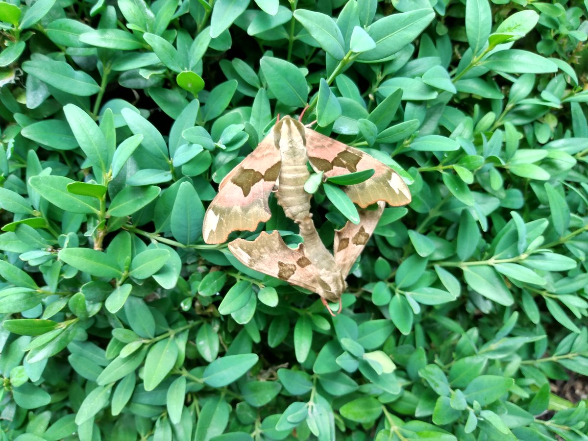 BenedictGreen's tweet photo. Some Lime Hawkmoth action on the box balls today! #mothsoftwitter #wildlifegardening https://t.co/FyZM3owA0W