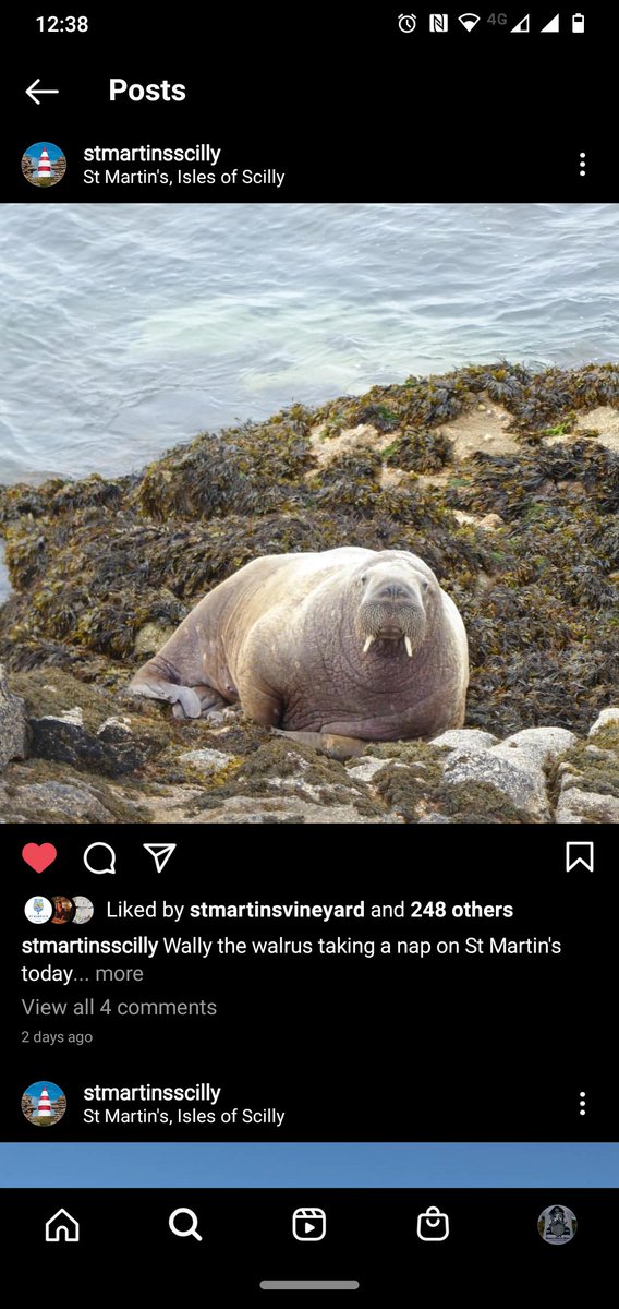 stmartinsscilly's tweet photo. Wally has arrived on St Martin's!!
#stmartins #scilly #stmartinsscilly #visitios #wallywalrus
https://t.co/J7iT8AB4Jo https://t.co/CaNc4hvEYG