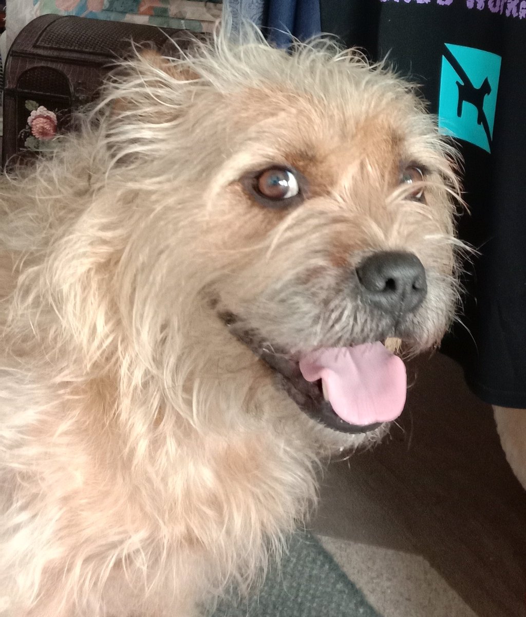 Poppy_MindDogAU's tweet photo. Getting a brush is the best ππΌ
I go all floofy π³
Missin' Grammy, cos I got 1 every night from her π #ScruffyBum
#TongueOutTuesday #TOT #BTposse #TuesdayVibe βπΌ https://t.co/Cg3FzDuDai