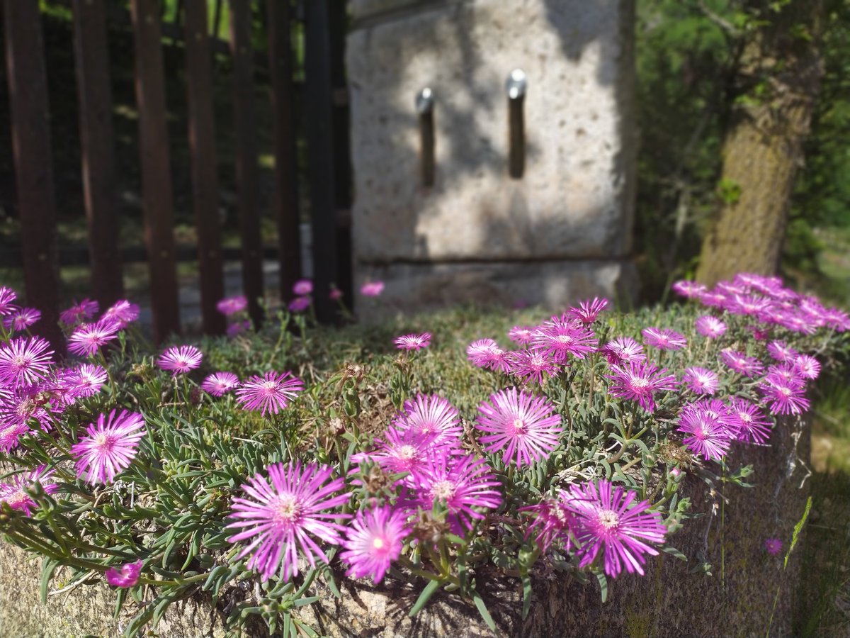 sergiomanenti1's tweet photo. https://t.co/uzEdRYPtEF. 2021 #altosebino #soltocollina #sandefendente Buona giornata a tutti i nuovi followers e non. Il più bel fiore fu quello che non colsi. 🌸🌄🌳🎋🐝📷👍😉 https://t.co/h4Sqsw0bMP