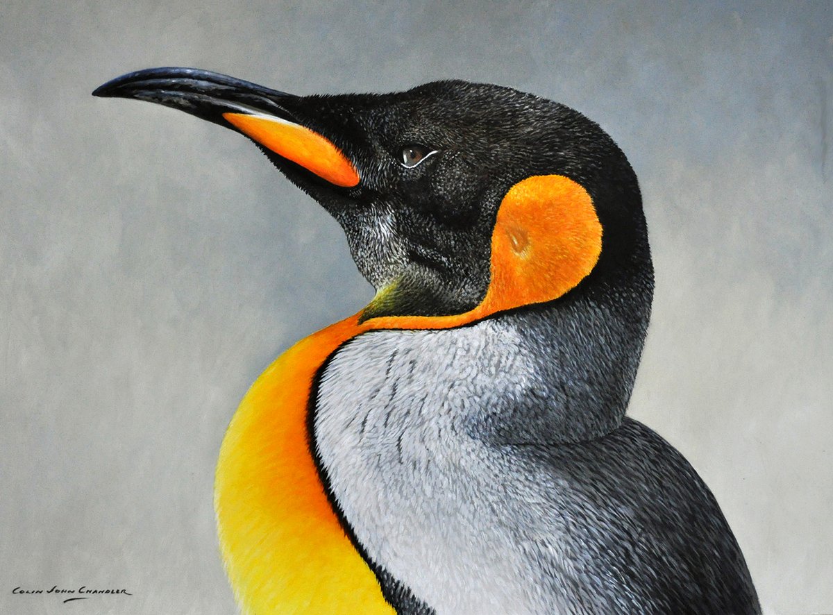john_wildlife's tweet photo. King Penguin. 16 by 12 inches Oil on Panel https://t.co/FKe8SMk5op