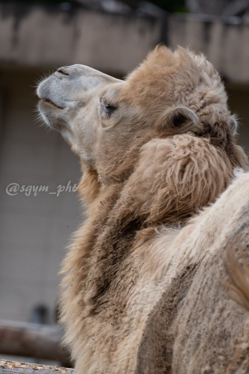 嵯峨山 世界ラクダの日 砂漠と言えばラクダ って思うけどヒトコブラクダの野生個体は絶滅して全て家畜か逃げて再野生化したもの フタコブラクダも放牧地や農地の拡大による生息地の減少により野生個体は残りわずかだそうです 1 2枚目 フタコブラクダ