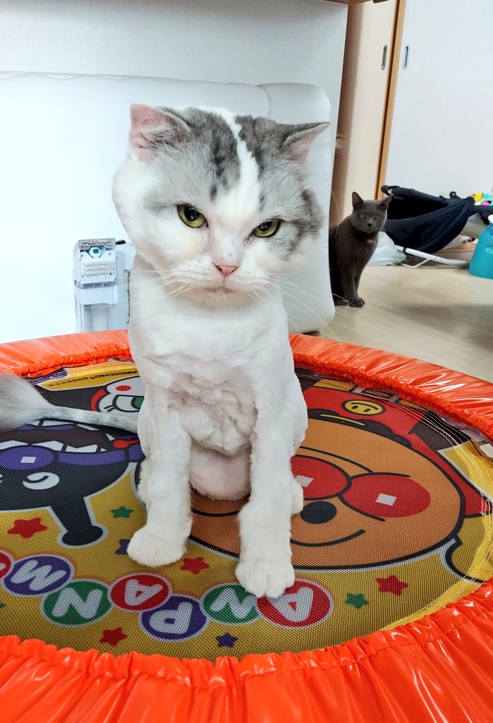 Mikarin Pa Twitter 来ましたサマーカットもち 大好物 ﾟ ﾟ ﾑｯﾊｰ かわいい 背後から見てるすずまろ Www