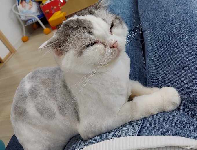 Popular Tweets Of しょこら 麦チョコ メメ 1 Whotwi Graphical Twitter Analysis