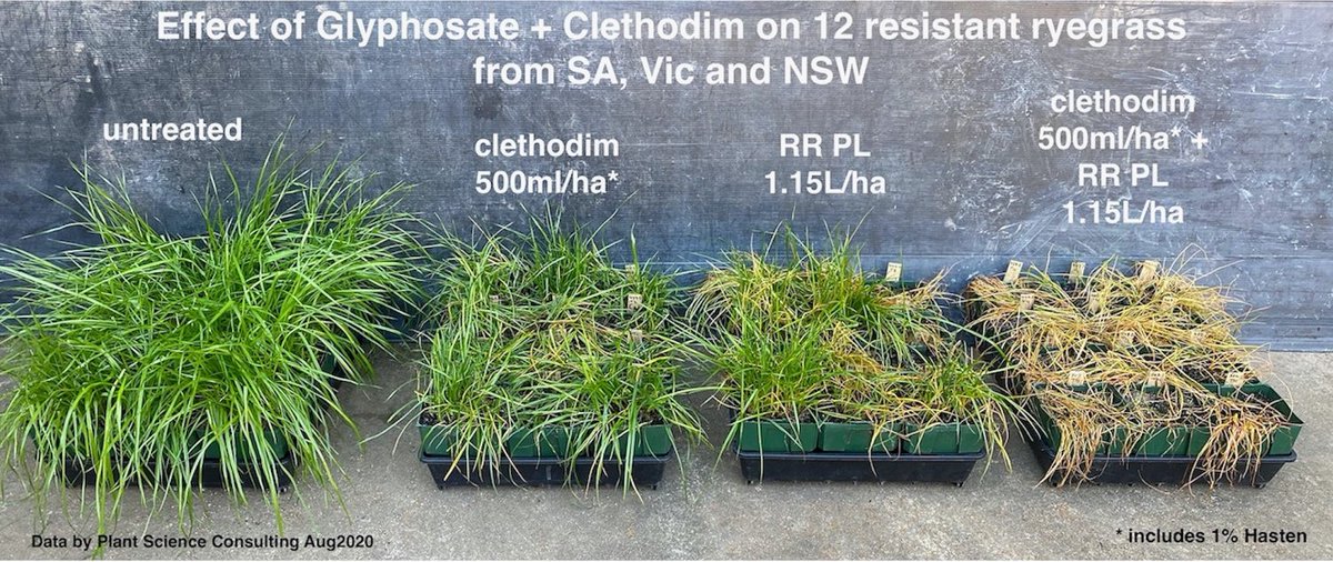 Combination of Clethodim + Roundup Ready Performance Liquid on ryegrass resistant to Dims, Glyphosate or both. Photo is of 12 populations. Each pot is a single population. The location of each pot in each tray is the same population.
Ryegrass from WA, SA, Vic and NSW chosen.