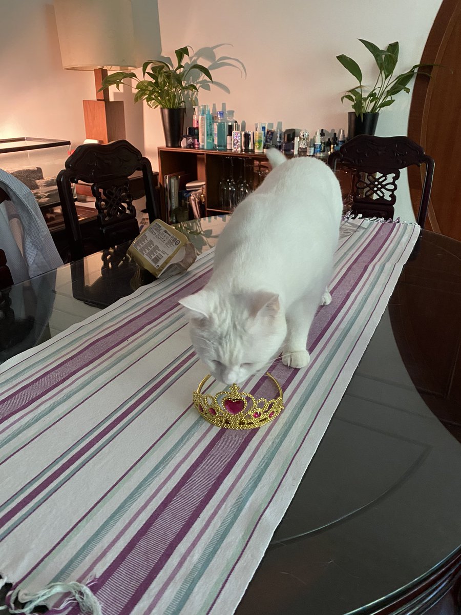 Mimmo_Pirate's tweet photo. Human! Come home and feed me and I’ll bestow you with my clan crown! #CatsOnTwitter #catslife #royal https://t.co/EkIP9lTqyo