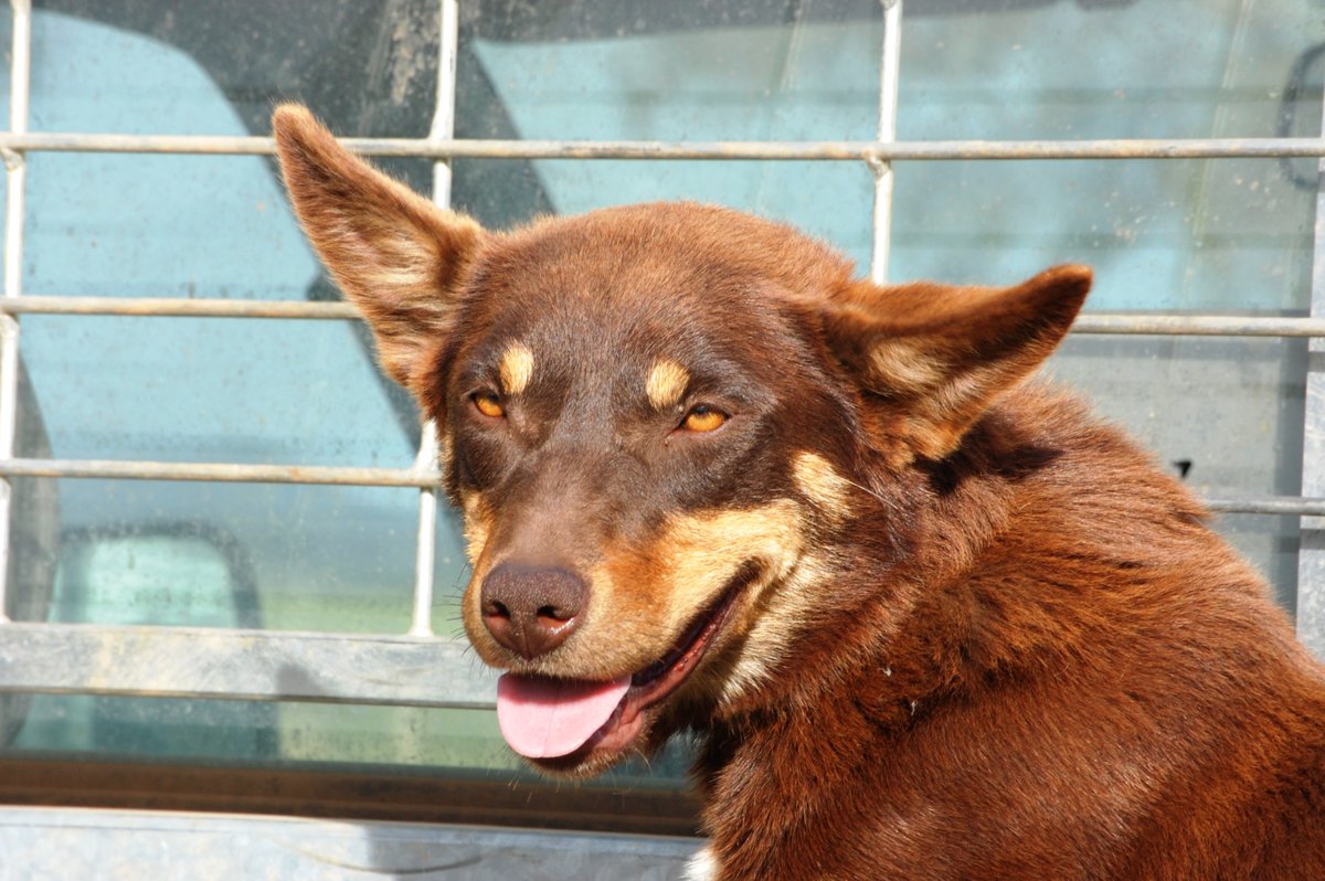 A new dog disease, ehrlichiosis, has been confirmed in Victoria. Dog owners and veterinarians are urged to be on the lookout and report any suspected cases to 1800 675 888. agriculture.vic.gov.au/biosecurity/an…