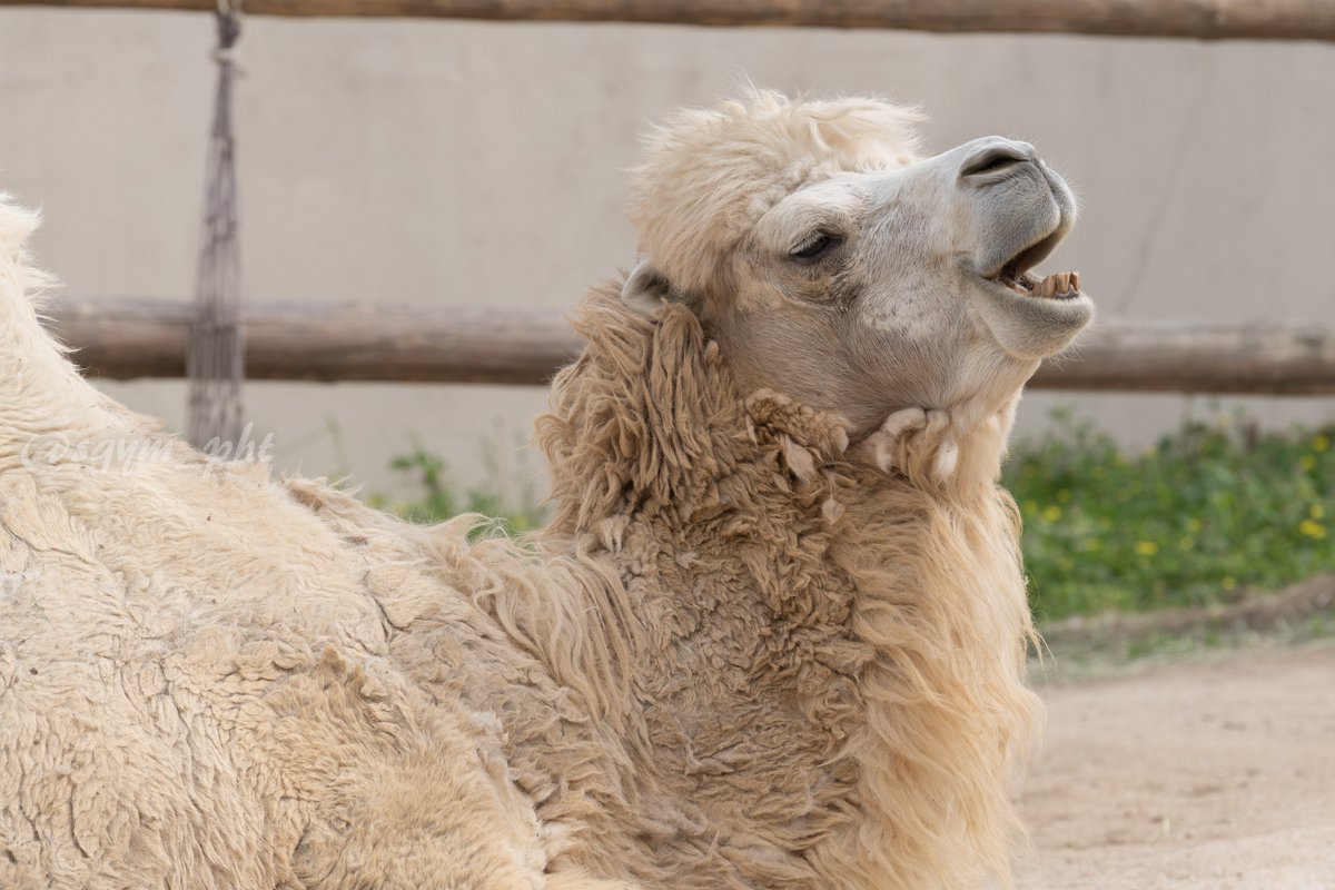 嵯峨山 体の毛はモッフモフだし 鼻先はフニフニだし まつ毛はモッサモサ 素晴らしい フタコブラクダ 東武動物公園 世界ラクダの日