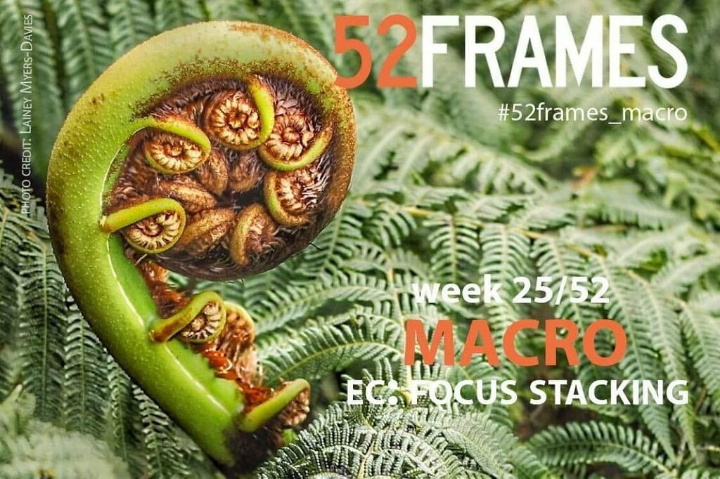 52frames's tweet photo. ✨ 52frames week 25/2021
get ready for the new features
photo credit: Lainey Myers-Davies
#52frames_macro
#52frames
#52frames_photographers
#twitpic https://t.co/hSoiMlXx34 https://t.co/uNm4l47pV8