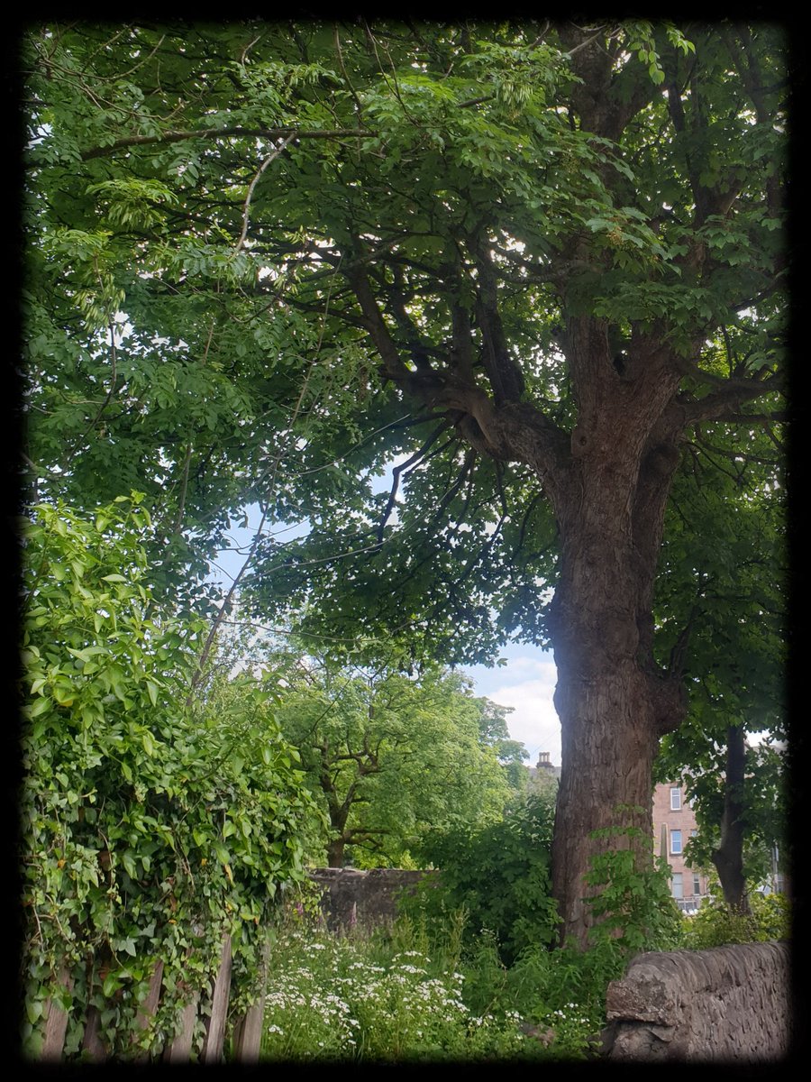 TheCemetress's tweet photo. Good morning #thicktrunktuesday 
😊🌲✌🏽🖤
Enjoy Everyone 
#BringOnTheTrees
#HatePrimeLovePine 
#BlowingInTheBagPipes
#RoadsideTree
#TeamTree https://t.co/QU1q1v2bUR