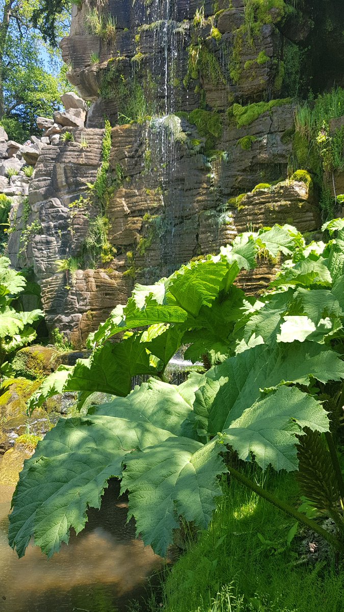 My little oasis in <a href="/ChatsworthHouse/">Chatsworth</a> garden. #Gunnera #WellingtonRock #Paxton #ChatsworthGarden