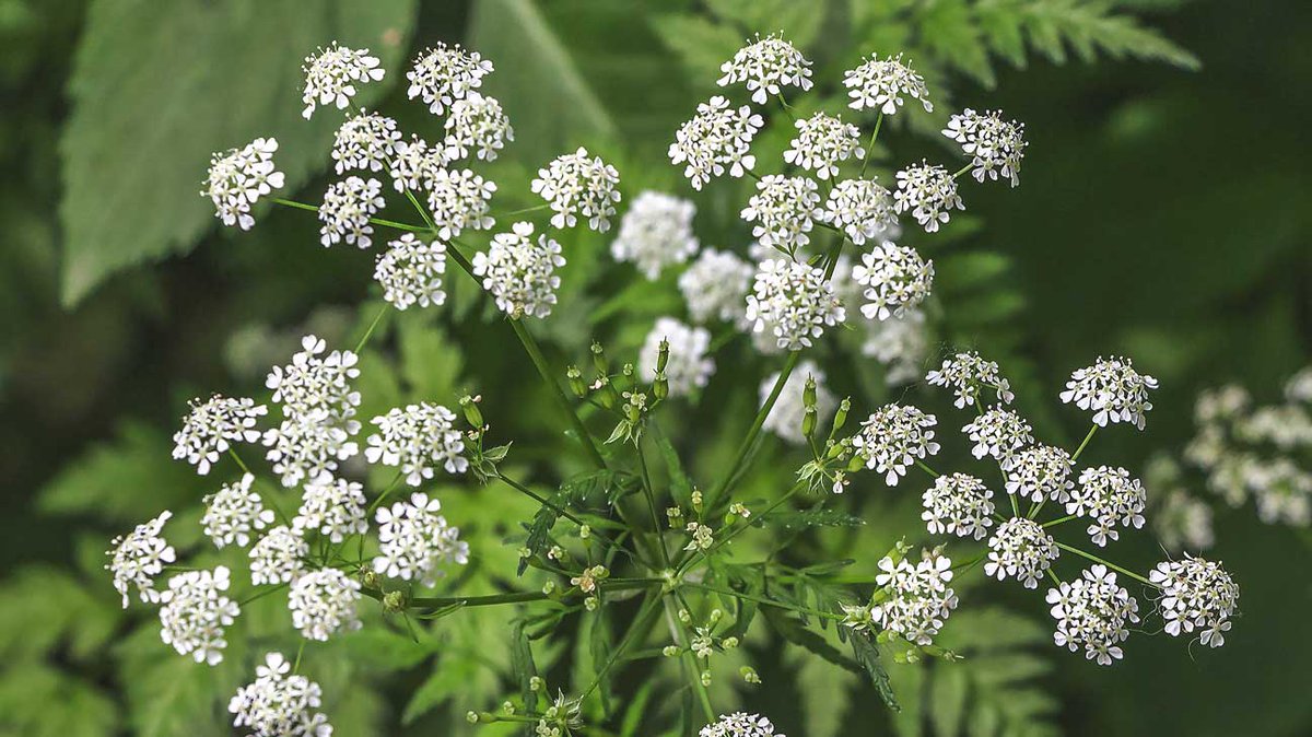 Bromley Parks We Have Received A Number Of Enquiries Recently Relating To Cow Parsley Common Hogweed Which Have Been Misidentified As Giant Hogweed Or Japanese Knotweed Read Our Short