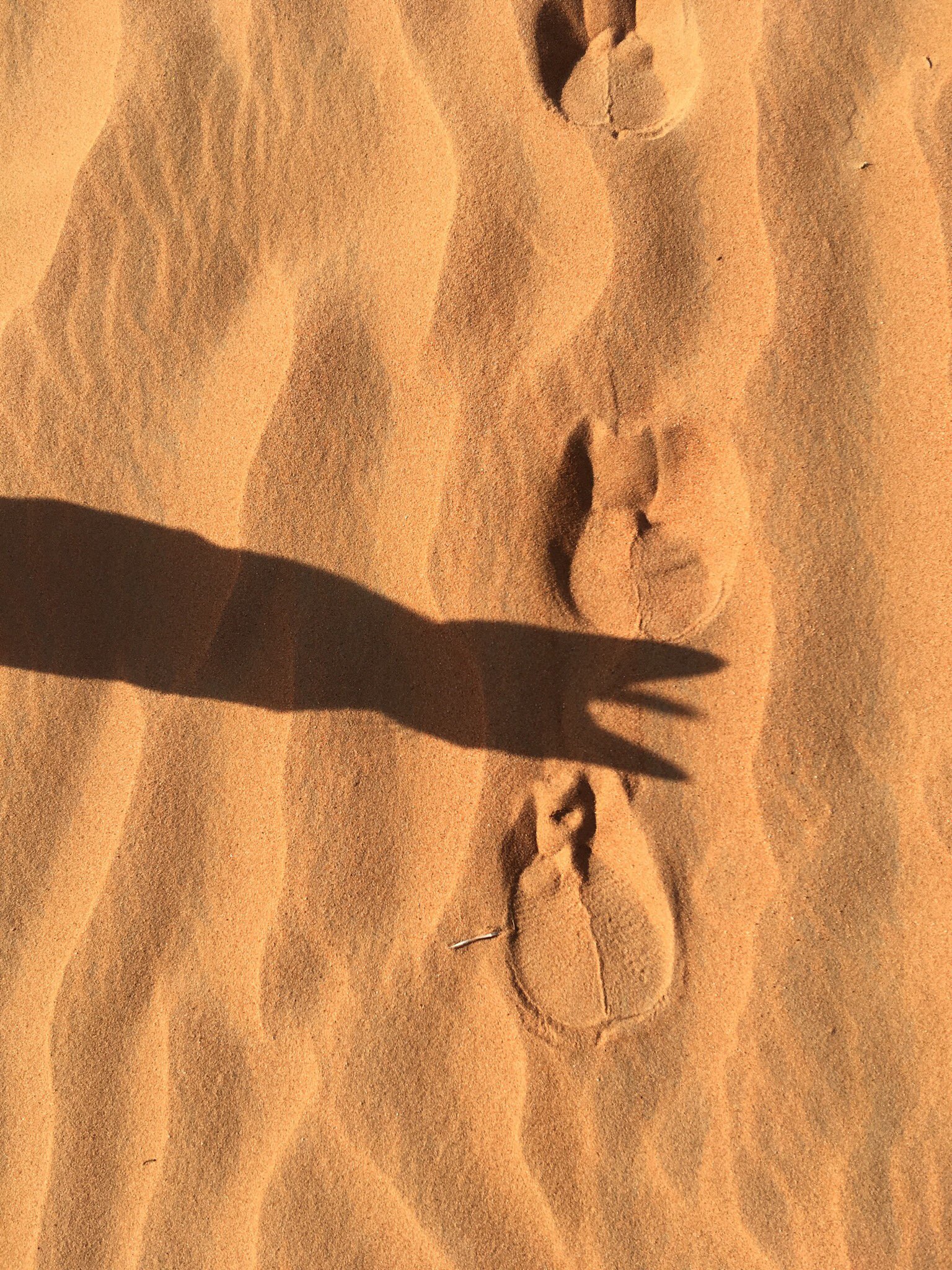 はなもも Hanamomo 1枚目はまだ世の中のことあまり知らない生後数ヶ月の子ラクダのツルンな足跡 2枚目は凸凹具合に貫禄のある お母さんの足跡 T Co D4sfj2rmzl Twitter