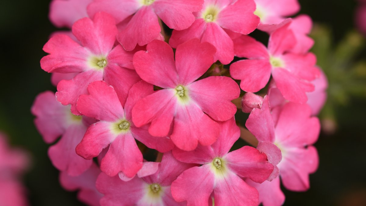 It's time to add some serious #flowerpower to your garden 🌺

Tap to shop 🖱️
ow.ly/B3Os50FcmZA

#wearethegrowers #flowersofinstagram #plantsmakepeoplehappy #plantsofinstagram #garden #ourgarden #plantslover #plantphotography #plantshop #gardenerslife #colourfulgarden