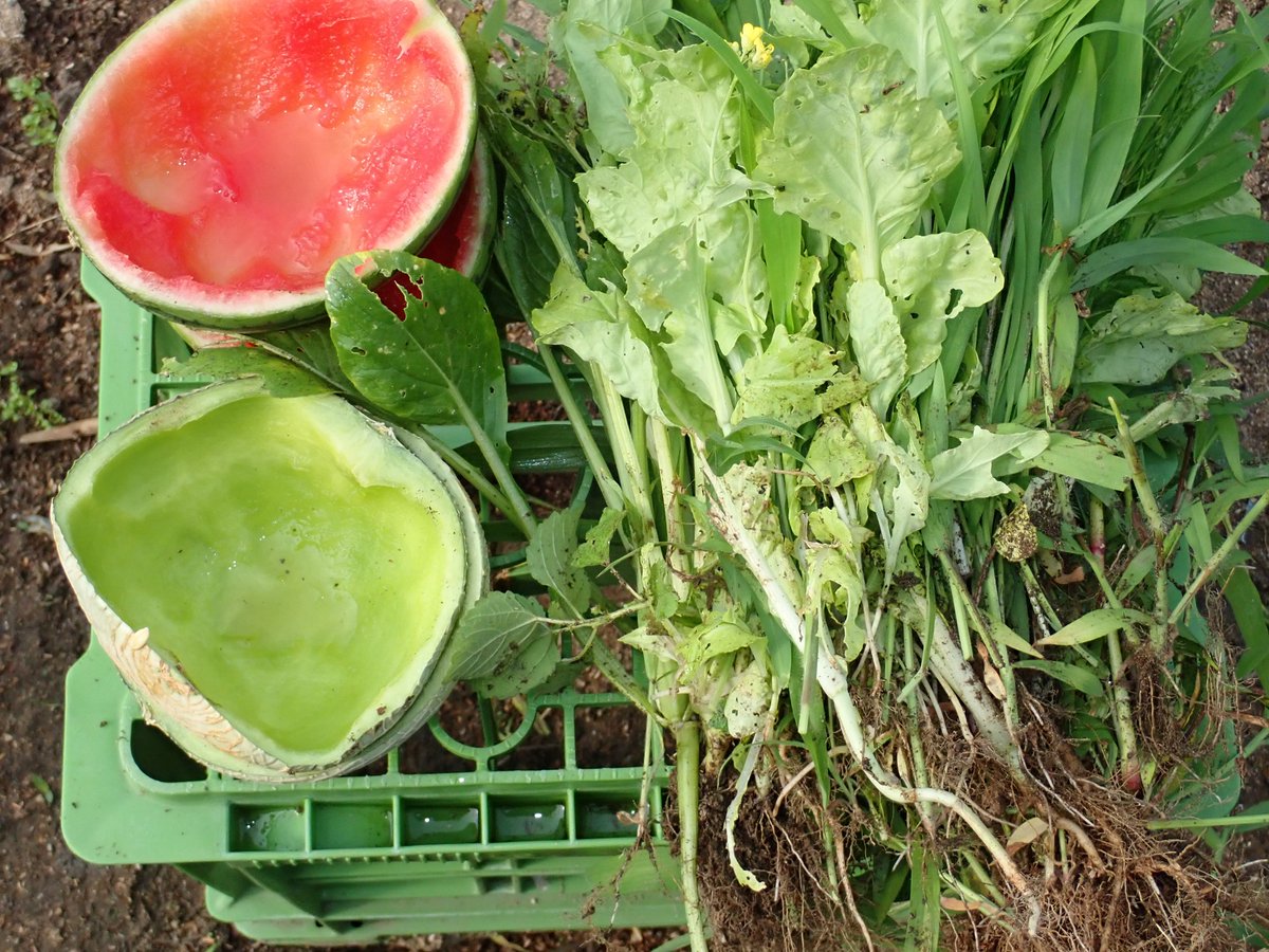 八木明々 同じ野菜でも甘味が有る方が好きな鶏 夕方には菜っ葉も消える ブロッコリー ナス 春菊 長葱 インゲンマメを収穫 インゲンは測定用 シシトウ ペピーノ モロヘイヤの挿し木 脇芽は捨てずに増やす 培養土に刺しただけだよ 八木明々 同じ野菜でも甘味が有る方が好きな鶏 夕方には菜っ葉も消える ブロッコリー ナス 春菊 長葱 インゲンマメを収穫 インゲンは測定用 シシトウ ペピーノ モロヘイヤの挿し木 脇芽は捨てずに増やす 培養土に刺しただけだよ