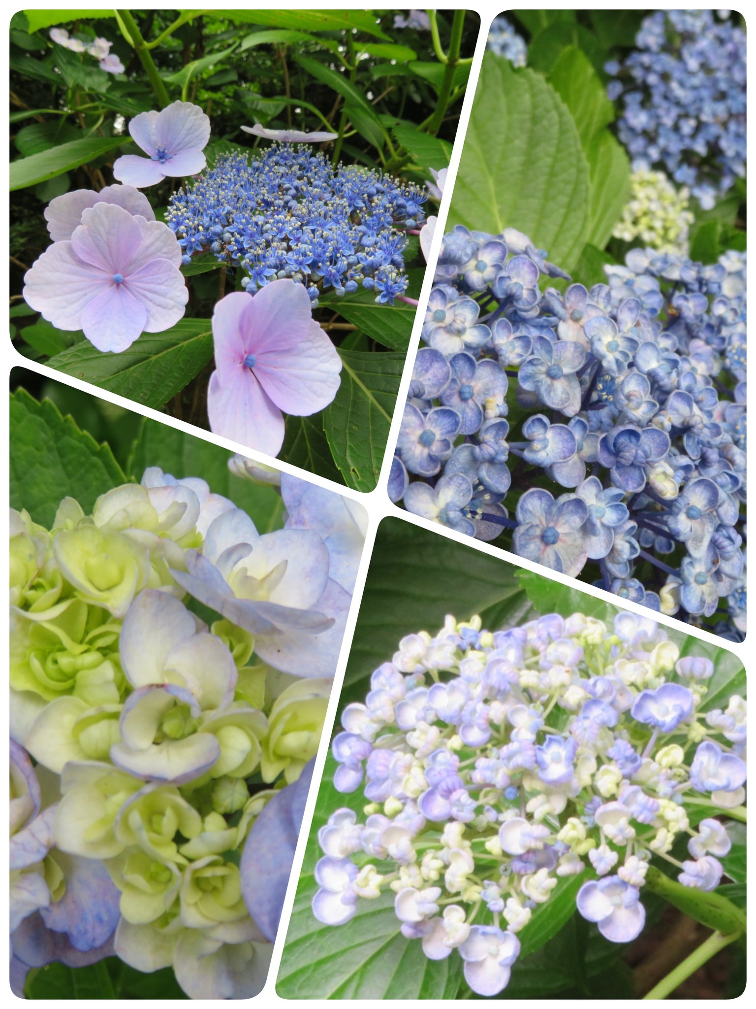左近桜 Twitter Search Twitter