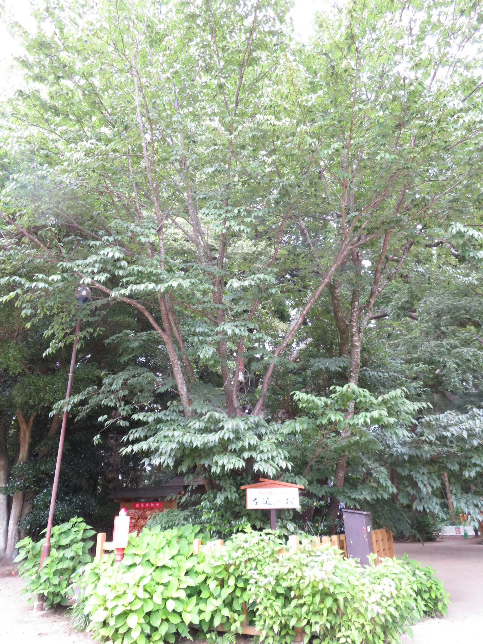 左近桜 Twitter Search Twitter