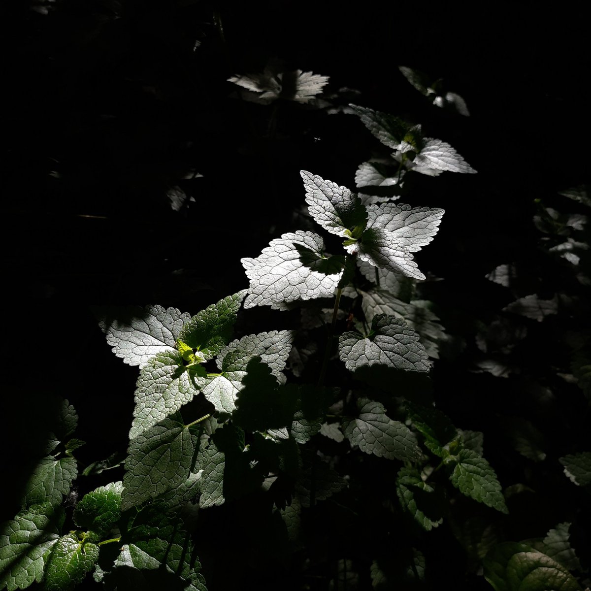 Levitosio's tweet photo. Ok, last chance to get this one: https://t.co/TrjsZht7R6 This night it's gonna burn badly. Luckily it's not the real plant! ❤️🍀
.
.
.
#1TezTuesday #1tez #hicetnunc #hicetnunc2000 #CleanNFT Drop
#nftburn #nftphoto #nftphotography https://t.co/uzVnwGPPaw