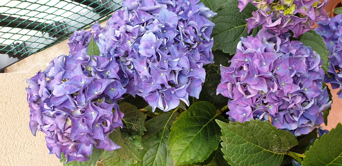 TashekiSensei's tweet photo. 紫陽花 (あじさい) hortensia
・紫 → violeta, morado
・陽 → sol
・花 → flor
#japonés https://t.co/W96D7ueLAP