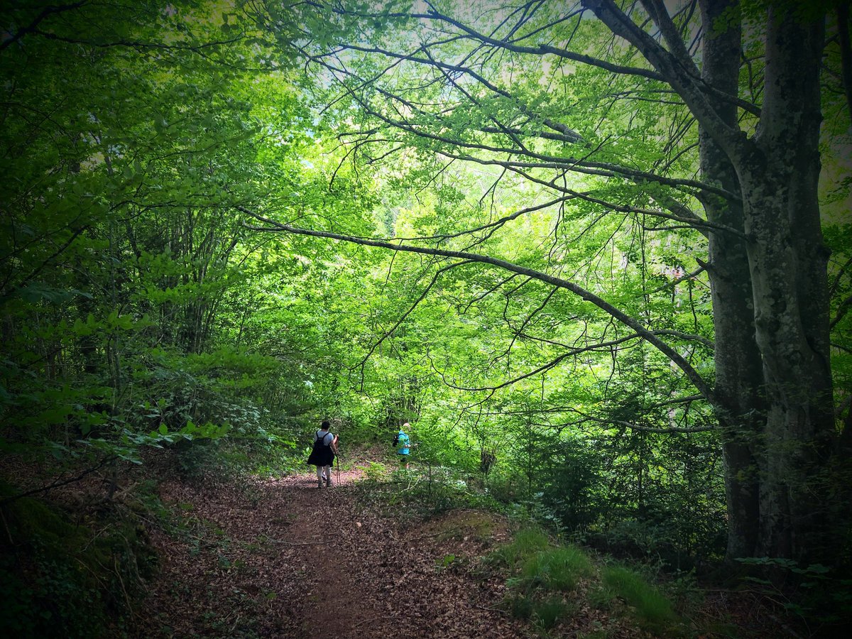 iratiaritza's tweet photo. Caminos en Irati Aritza, a la sombra de los árboles 🌳

Ibilbideak Irati Aritzaren Hariztian, zuhaitzen itzalean 🌳
https://t.co/XH1fjW2XkO

#iratiaritza #iratiorreaga #garaioa #aezkoa #valledeaezkoa #pirinioa #pirineonavarro #pirineo https://t.co/6v5a0lvvIP
