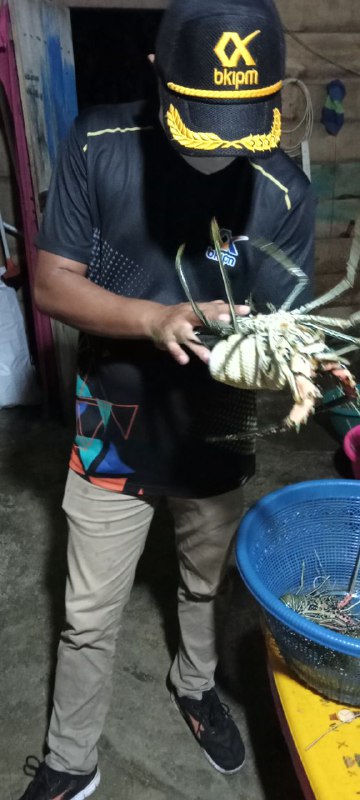 TobeloBkipm's tweet photo. 22-06-2021. Pemeriksaan Media Pembawa Lobster Hidup 493 ekor dan Lobster Beku 147 ekor di Farm milik Ibu Fitri Ary Yani yang akan dilalulintaskan tujuan Jakarta #OneHealthKIPM @bkipm_kkp @BKIPMJakartaI
@BKIPMTernate #MenteriKKP #MenteriKelautanPerikanan #MenteriTrenggono https://t.co/YorVzWQwhn