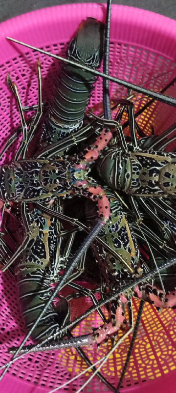 TobeloBkipm's tweet photo. 22-06-2021. Pemeriksaan Media Pembawa Lobster Hidup 493 ekor dan Lobster Beku 147 ekor di Farm milik Ibu Fitri Ary Yani yang akan dilalulintaskan tujuan Jakarta #OneHealthKIPM @bkipm_kkp @BKIPMJakartaI
@BKIPMTernate #MenteriKKP #MenteriKelautanPerikanan #MenteriTrenggono https://t.co/YorVzWQwhn