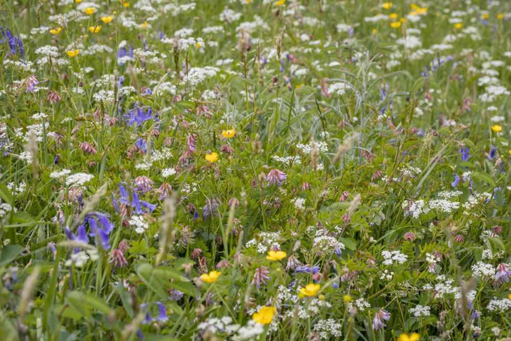 The colours of the meadows this week are breathtaking....&amp; there's a day ahead with a meadow survey training group....looking forward to learning some things about our traditional hay meadows with Fiona <a href="/TheElanValley/">The Elan Valley</a> <a href="/rwtwales/">Radnorshire Wildlife Trust</a> <a href="/RxNature/">Rhayader by Nature</a> <a href="/ElanLinks/">Elan Links</a> <a href="/NFFNUK/">Nature Friendly Farming Network</a>