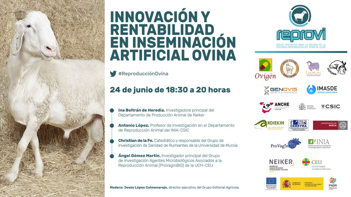 ReproviOvino's tweet photo. El jueves 24 a las 18.30 h debatiremos sobre cómo avanza la inseminación artificial en ovino. Si te interesa el tema, puedes inscribirte aquí, te esperamos😉 👇 https://t.co/NWItre2i1V https://t.co/2uo1z6vQZf