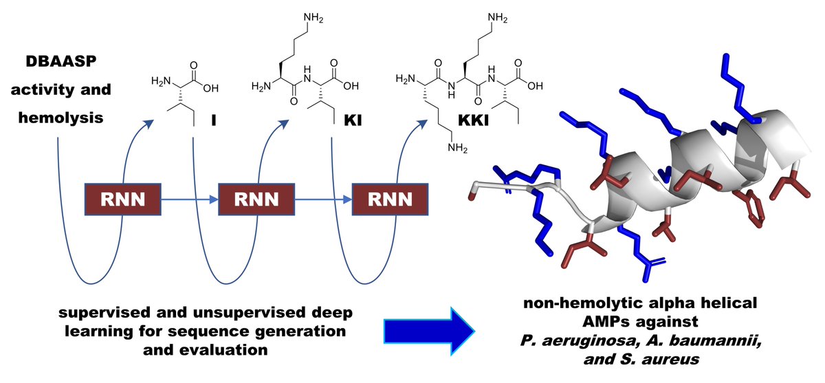 reymondgroup's tweet photo. Machine learning unveils novel non-hemolytic antimicrobial peptides against P. aeruginosa, A. baumannii, and MRSA. It's now published in @ChemicalScience!

#compchem #peptide @AliceCapecchi @jrjrjlr @reymondgroup @DCBunibern

https://t.co/LLTDLh1e3x
Code: https://t.co/ssC7YzbgB3 https://t.co/3jn3INzlLz