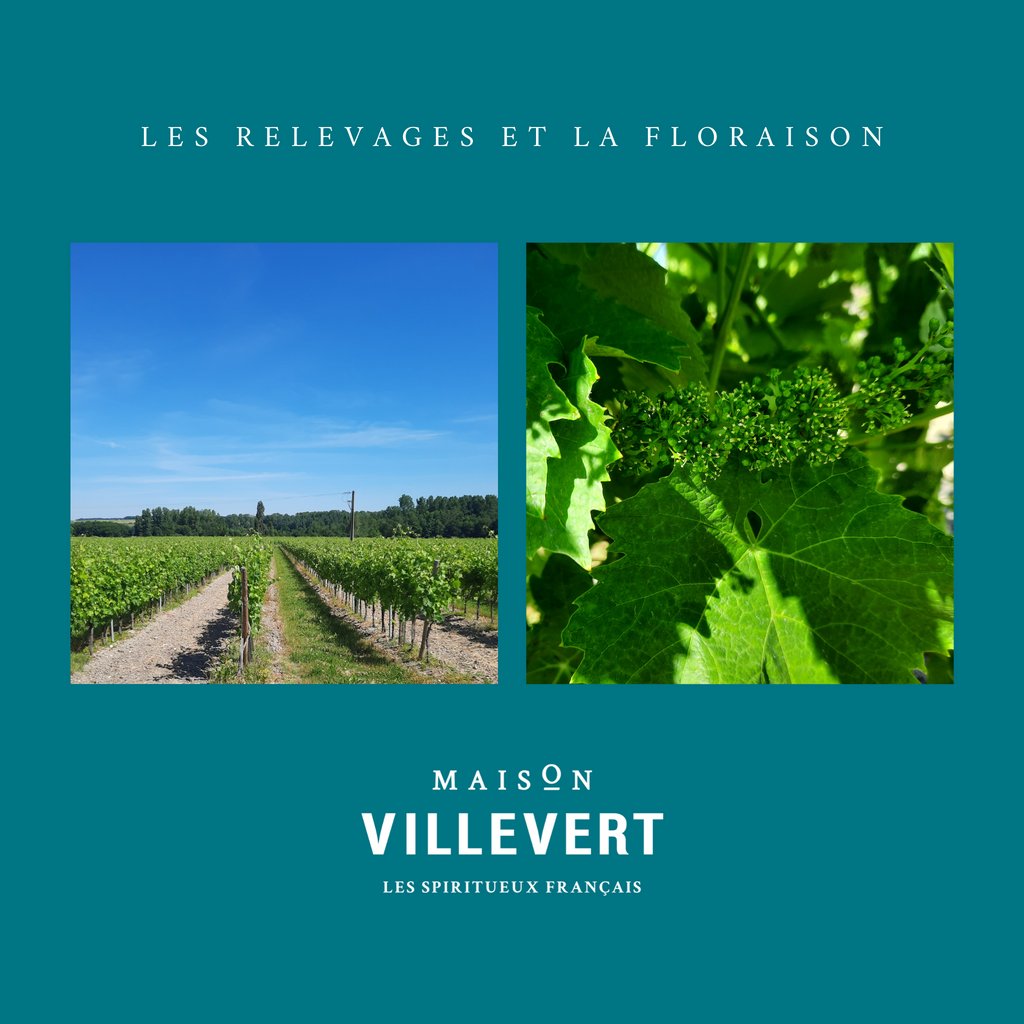 🇫🇷 Une fois les relevages effectués, c'est déjà la floraison dans le vignoble.⁠
⁠
🇬🇧 Once the lifting is done, it is alreading the blooming time in the vineyards.⁠
⁠
#lePérat #MaisonVillevert #MVI