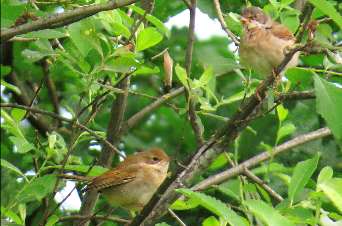 zeetekst's tweet photo. Struikje in-, struikje uitvliegen en dan ineens samen een tak delen; even rust. Een koppeltje #grasmussen. π @vogelnieuws @waarneming https://t.co/gRgZCveoNz