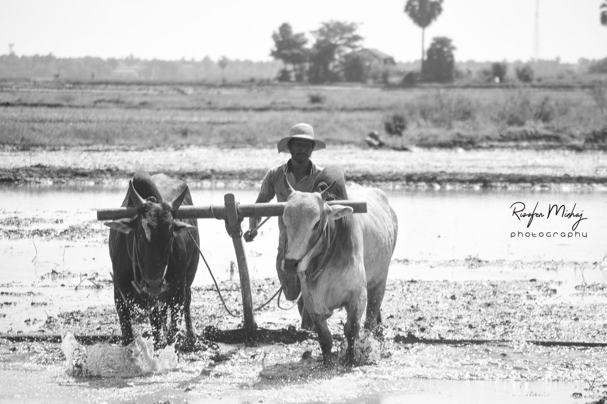 PhotographyRimi's tweet photo. A farmer with couple of cow 
#Rimiphotography
#portraitsfromtheworld #peoplephotatoes #portraitfestival #endlessfaces #portraits_mf #earthportraits #portraitfolk #portraitstream #discoverport #portraitphotography
#photooftheday #nature #love #travel #picoftheday #naturephotograph https://t.co/sZ7X5eU0kN