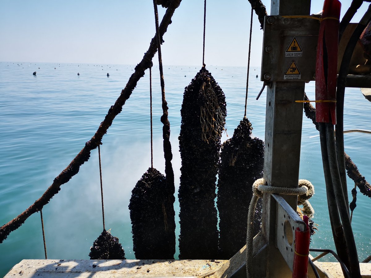 Fabriz_Car's tweet photo. After the vaccine, here we are back on the #field! Using real time #GIS and #GPS technologies to deploy  anchors for #musselfarming in the #Adriaticsea. GIS combined with #satellitedata are crucial to establish and monitor #aquaculture off-shore farms! @FabioMassa1 @SvannuFAO https://t.co/iSK3t41I7d