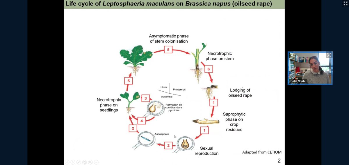 UMR_IAM's tweet photo. #ResistanceDurability webinar: Julie Noah (@INRAE_Bioger) on the #adaptation of #Leptosphaeria maculans to different #Brassica species https://t.co/UtDEzvJXgs