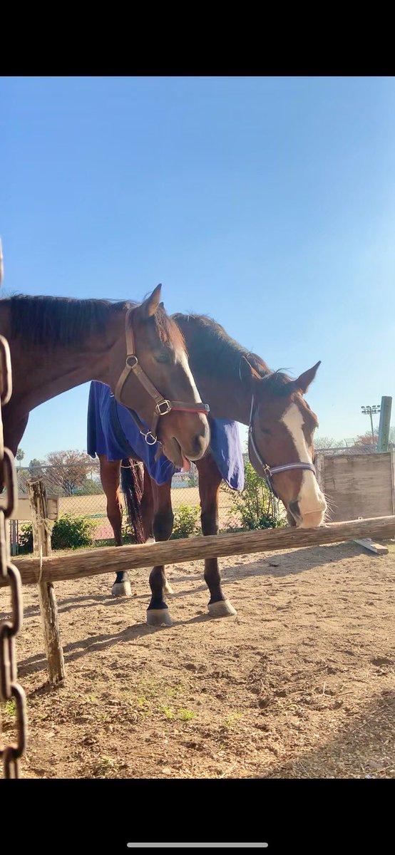 大阪市立大学馬術部 新歓21 Uma Uma Ocu21 Twitter