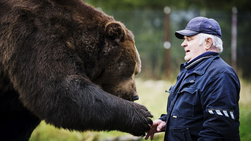 Памятка встреча с медведем. Медведь кадьяк и человек. Встреча с медведем. Медведь в лесу. Медведь степан.