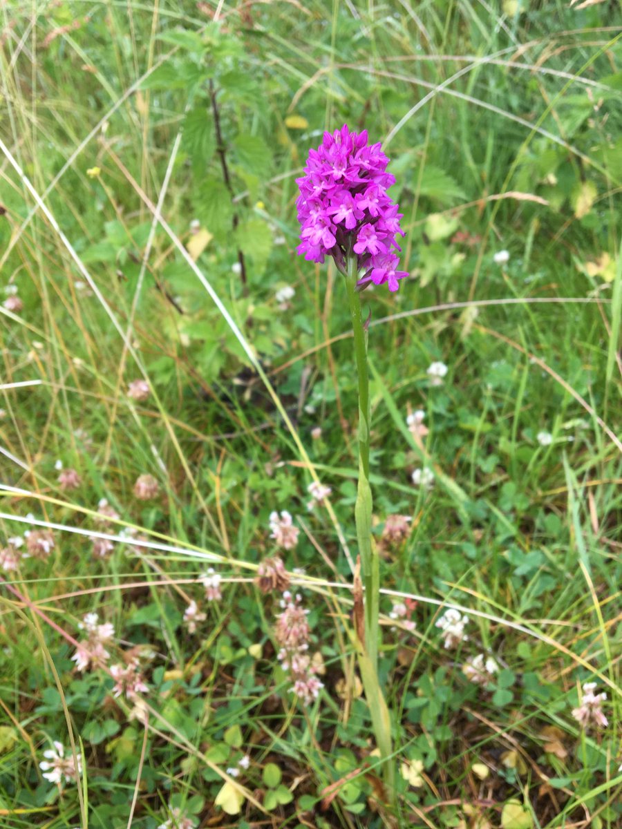 Exciting to see first orchid in this area of the Riverside <a href="/fofbmr/">Riverside Volunteers</a> ⁦<a href="/bathamptonpc/">Bathampton Community</a>⁩ ⁦<a href="/batheastonpc/">Batheaston</a>⁩ ⁦<a href="/nationaltrust/">National Trust</a>⁩ ⁦<a href="/growbatheaston/">@GrowBatheaston</a>⁩ ⁦<a href="/ray_rambling/">Rambling Ray</a>⁩