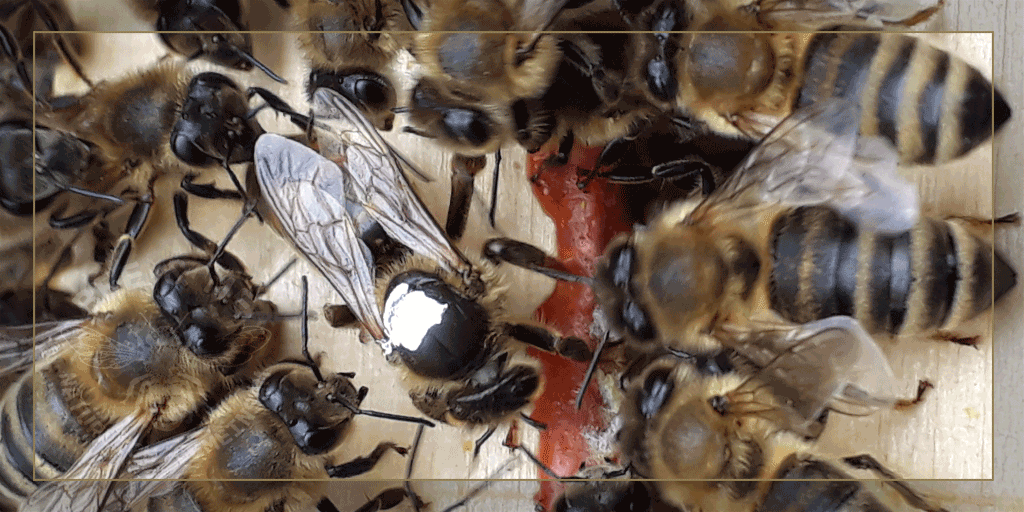 Imker_Frank's tweet photo. 🐝 20.06.2021, 30°C. Heute wurde der Ableger kontrolliert. Eine neue #Königin die schon Eier legte. Diese wurde mit einem weißen Punkt gezeichnet. Nach dem Trocken der Farbe durfte sie wieder zurück ins Volk. Das Rote m Bild ist übrigens #Propolis. https://t.co/Mt3ONJonkI