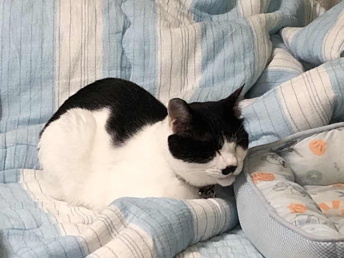 眠り猫のtwitterイラスト検索結果