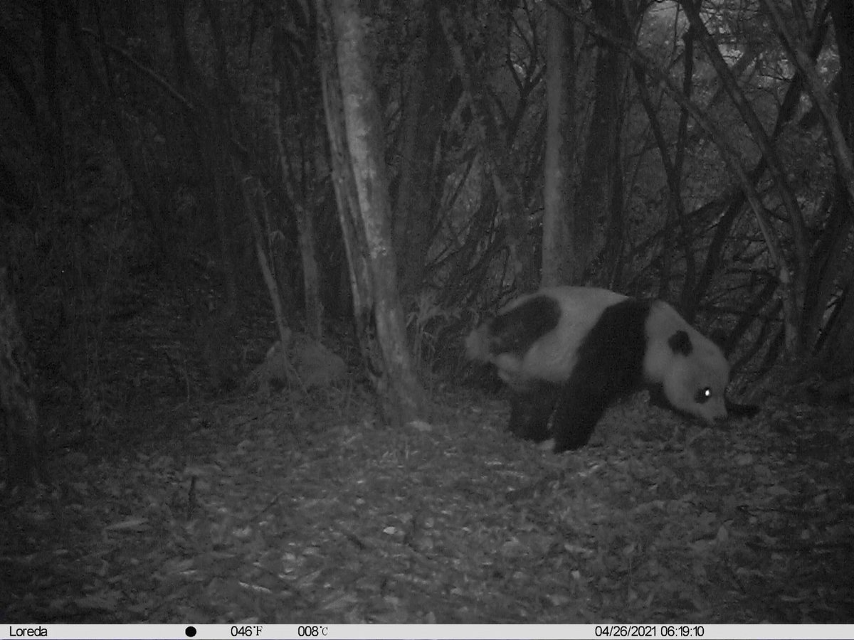 pandas_fr's tweet photo. 🐼🌲 Un #panda sauvage photographié en train de marquer son territoire dans la réserve naturelle de #Fengtongzhai ⤵️
https://t.co/looqu0wnuF
#giantpanda #pandageant https://t.co/AeL8flWhS8
