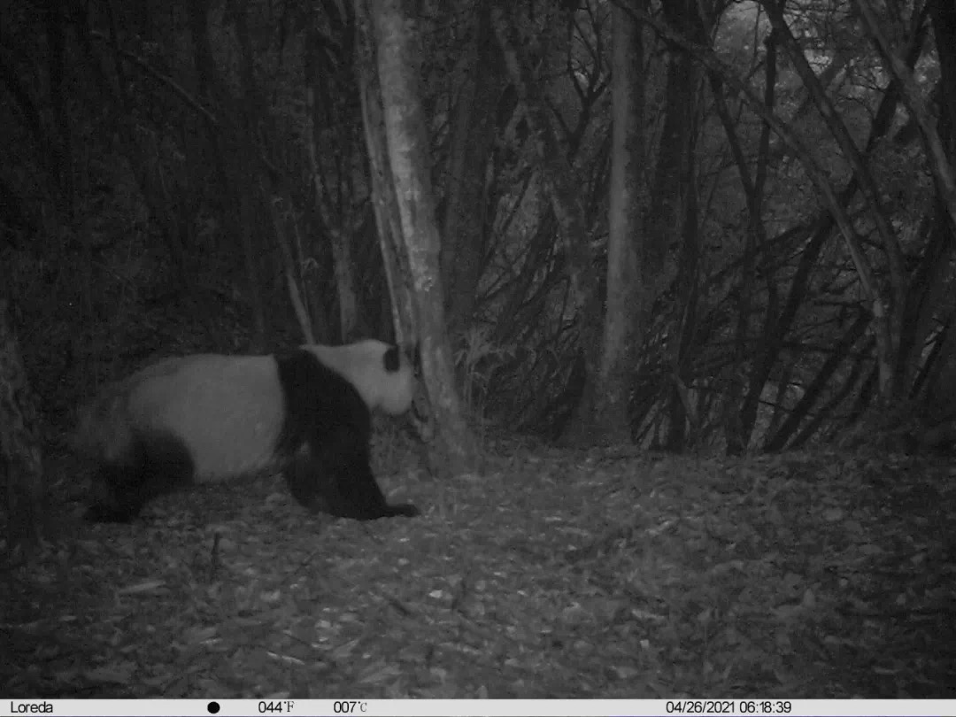 pandas_fr's tweet photo. 🐼🌲 Un #panda sauvage photographié en train de marquer son territoire dans la réserve naturelle de #Fengtongzhai ⤵️
https://t.co/looqu0wnuF
#giantpanda #pandageant https://t.co/AeL8flWhS8